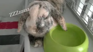 Drôle 2 Lapin : L'anniversaire !