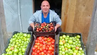 The tomato harvest in October is amazing. We're planting a new experiment for us.