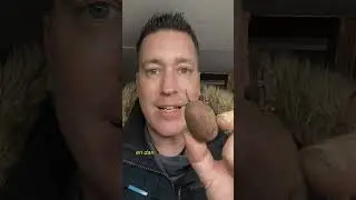 Aardappelen voor kiemen