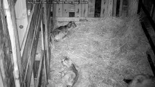 Live Baby Goat Cam - The Goat Milk Soap Store Live Stream