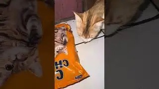Si oyen bisa buka bungkus makanannya sendiri