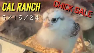 CAL Ranch - Chick Sale 5/15/24