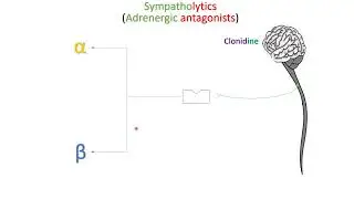 Introduction into sympatholytic drugs - in Arabic