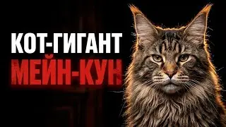 МЕЙН-КУН - Рысь на твоëм диване. 