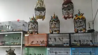 Telaga Warna Cibinong : PERKUTUT BANGKOK SELEKSI SPEK LOMBA PILIH SAJA