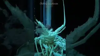 #sea #shorts #shortvideo