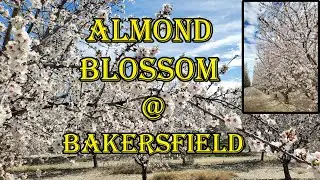 Almond Blossom @ Bakersfield
