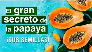 📌 La Papaya y sus semillas - Propiedades y beneficios para tu salud  🥭 Formas de consumirla 👌