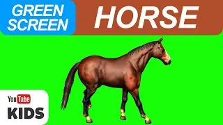 Horse | Horse Green Screen and Sound Effect Free | Horse Sound Effect| Green Screen (KIDS)