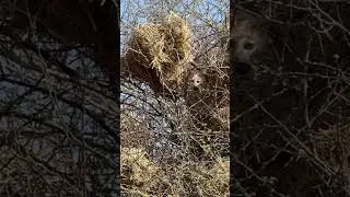cat caught sparrows from there nest