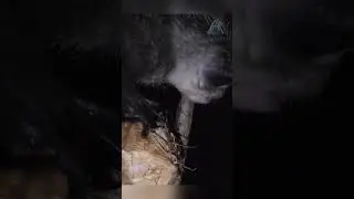 Мадагаскарский демон. Ай Ай!!! 