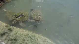 черепахи