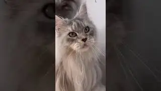 Шикарный кот