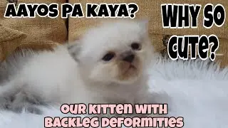 SANA MACORRECT PA YUNG BACKLEG DEFECT NIYA. PAKISUBAYBAYAN PO ANG PAGLAKI NI BARI.