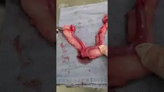 Rabbit uterus