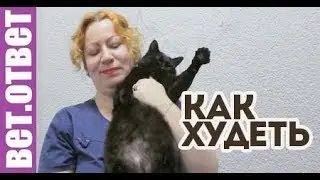 Как правильно кормить стерилизованную кошку? ВетОтвет.