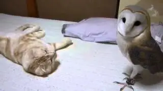 Сова и кошка