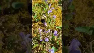 Honey Hunter