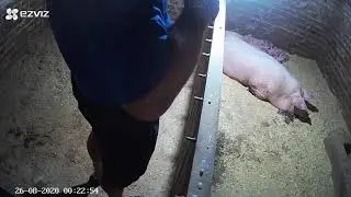 Агрессия при опоросе. Волшебный укол. (Часть2)