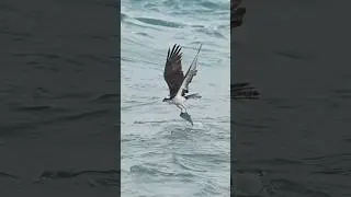 Hungry Osprey struggles with a huge catch. Who will win the fight? 