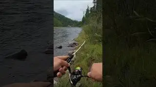 Сильная рыба горной реки. А где ты ловил такую? Пиши в комент #рыбалка