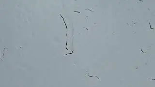 Rain Sounds
