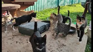 2023-10-21 Броуновское движение 9-ти котов при команде "Кис-Кис!"