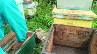 кого можно привезти в ловушках, кроме пчёл?)))