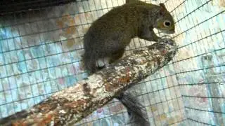 Paralyzed Squirrel 9 July 2011.AVI