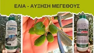 ΕΛΙΑ - ΑΥΞΗΣΗ ΜΕΓΕΘΟΥΣ