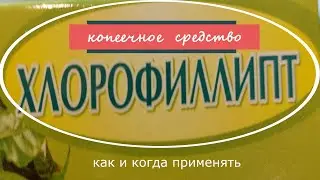 Добрые советы/ Хлорофиллипт - копеечное средство