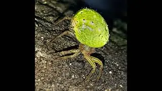 Green Orb Weaver Spider