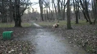 в парке - Рина, Чак и Марик...