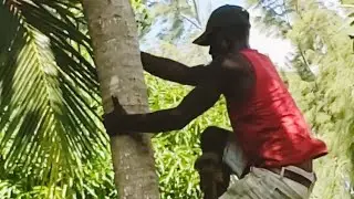 🥥  Coconut Tree 🌴 Trimming, 🇧🇧Barbados: Expert Climber Tackles Tall Trees & Ant 🐜 Infestations 🐜