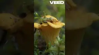Бушкрафт  Искусство выживания в дикой природе #bushcraft #forest #camping #fire #dog #carpfishing