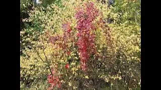 За окном - сентябрь! 🍂🍃🍁