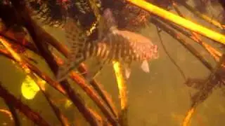 Щучка