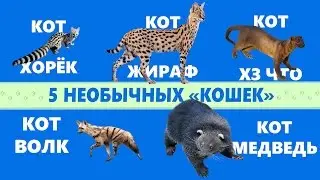 5 НЕОБЫЧНЫХ 