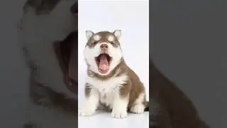 Husky’s 