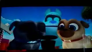 Дружные мопсы