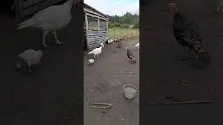 первый выход на улицу индюков