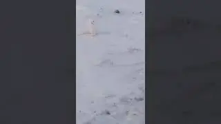 Песец