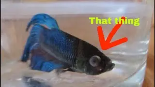 What I do for my betta fish Popeye!!