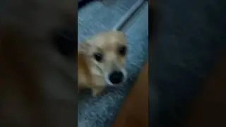 #шалушай