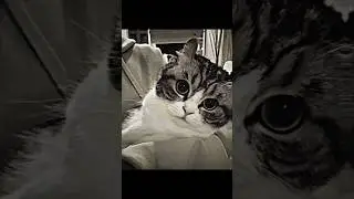 Эдит с комару? #shorts