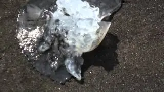 Уреки магнитные пески