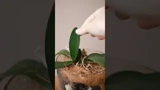 Детки у орхидеи фаленопсис #орхидеи #orchid