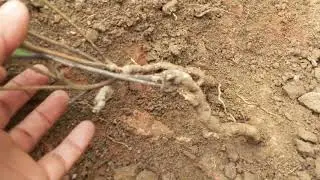 pe de perdiz planta medicinal   do cerrado.
