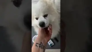 dogs or cats?