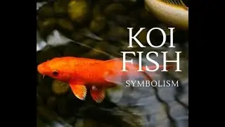 Koi Fishes Symbolism | MissMore